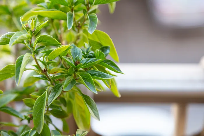 Keeping Notes About Your Balcony Vegetable Gardening Progress